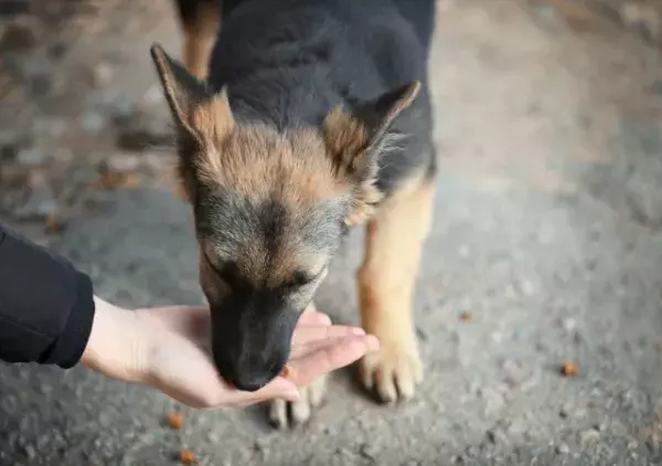 捨て犬を保護すると…飼い主「50万円でいいわ」私「…え？」まさかの高額請求！？だが⇒「…分かりました」