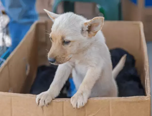 捨て犬を保護した結果→飼い主「50万円で」私「……え？」まさかの請求！？だが「…分かりました」
