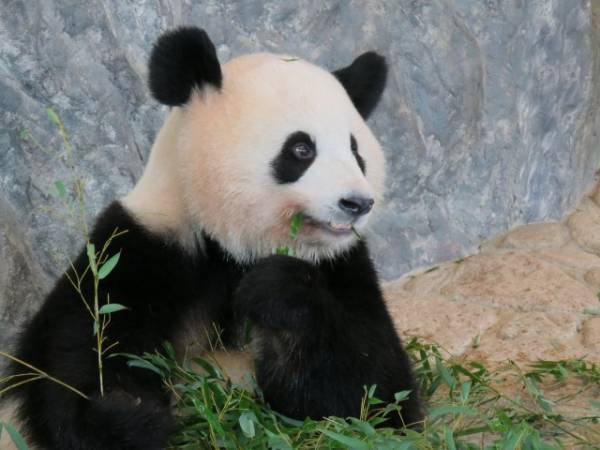 熱すぎ！北京オリンピックのビンドゥンドゥンと辻岡アナの人気が止まらない