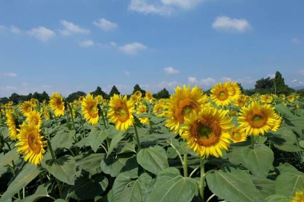 気分アゲアゲがいいね♡【酷暑の夏】どう乗り切る！？