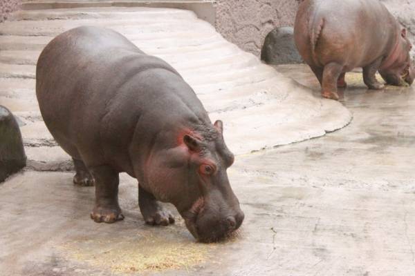 【河馬】はなんて読む？河にいますが馬ではありません！