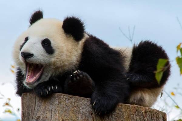 【熊猫】はなんて読む？動物園の大スター！