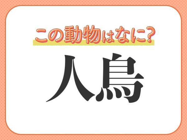 【人鳥】はなんて読む？歩き方がキュートな鳥の名前！