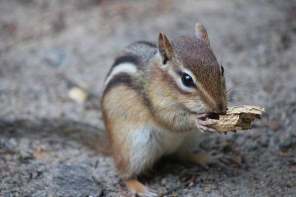 【栗鼠】はなんて読む？森の小動物といえば…？