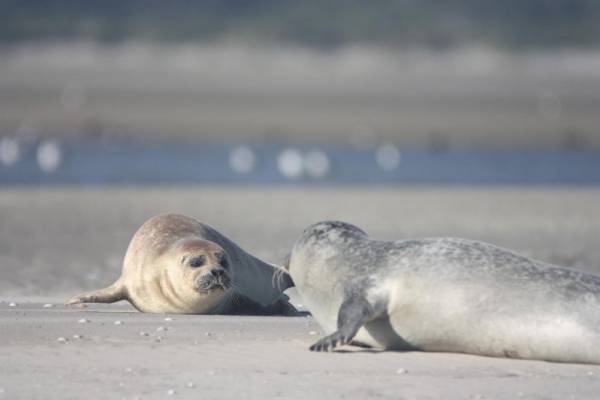 【海豹】はなんて読む？見れば癒される海のアイドル♡