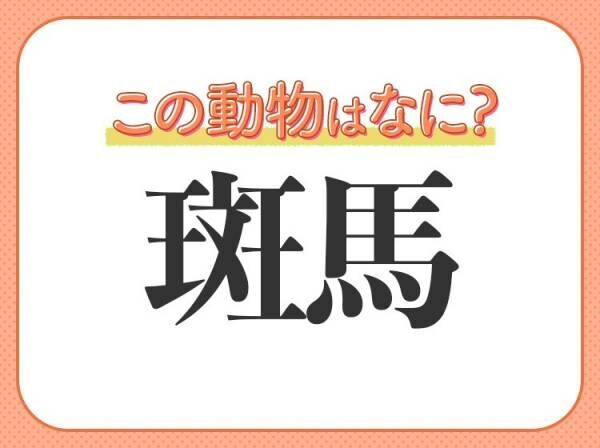 斑馬 はなんて読む 白黒模様が特徴の動物の名前 22年8月18日 ウーマンエキサイト 1 2