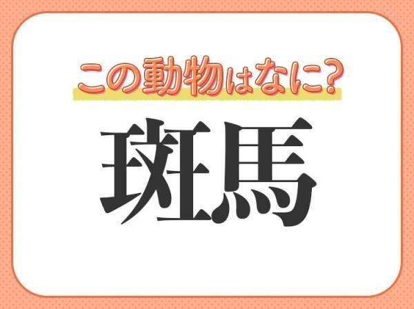 【斑馬】はなんて読む？白黒模様が特徴の動物の名前！