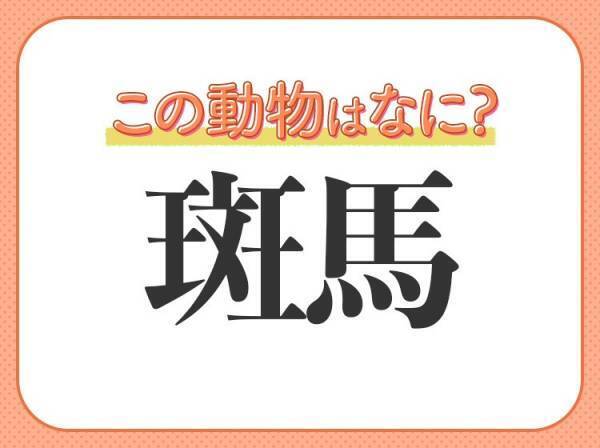 【斑馬】はなんて読む？白黒模様が特徴の動物の名前！