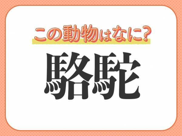【駱駝】はなんて読む？砂漠の船という異名があります！