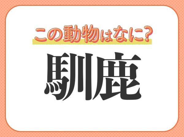 【馴鹿】はなんて読む？ある乗り物を引くことで有名なあの動物！