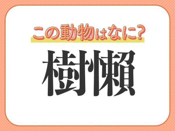 【樹懶】はなんて読む？ゆったり動く癒し系の動物！