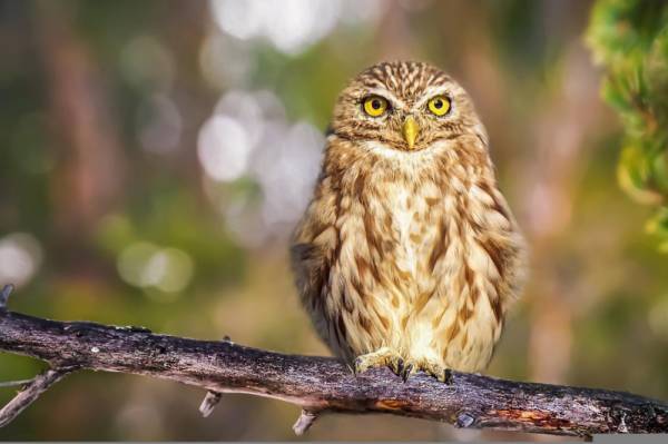 【梟】はなんて読む？魔法使いの映画に出てくる動物と言えば…？