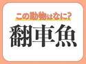 【翻車魚】はなんて読む？誰もが知っているあの癒し系の魚の名前！
