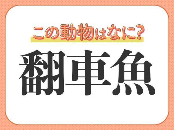 【翻車魚】はなんて読む？誰もが知っているあの癒し系の魚の名前！