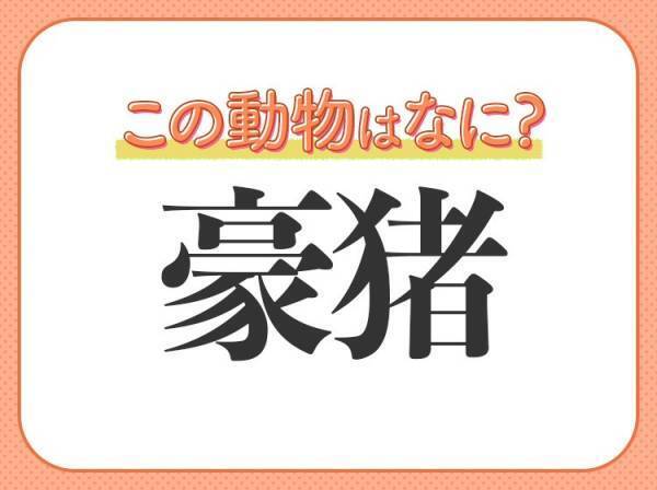 【豪猪】はなんて読む？針のような鋭い毛が特徴の動物！