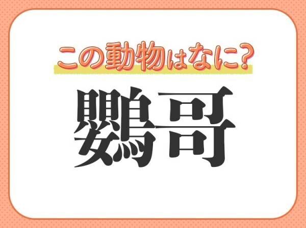 【鸚哥】はなんて読む？色がきれいな鳥の名前です！