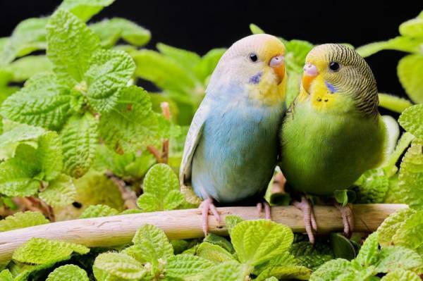 【鸚哥】はなんて読む？色がきれいな鳥の名前です！