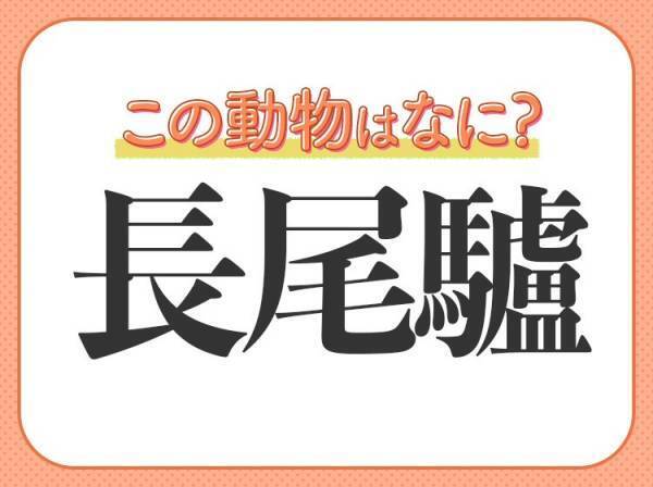 【長尾驢】はなんて読む？しっぽよりお腹に特徴がある動物！
