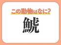 【鯱】はなんて読む？目元が印象的な海の哺乳類！