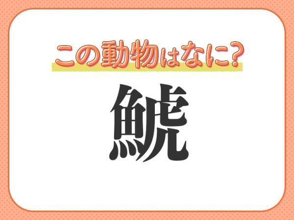 【鯱】はなんて読む？目元が印象的な海の哺乳類！