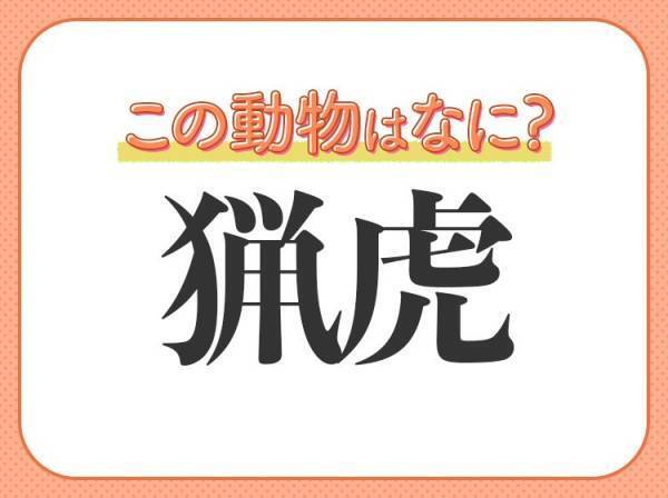 【猟虎】はなんて読む？手先が器用な癒し系の動物！