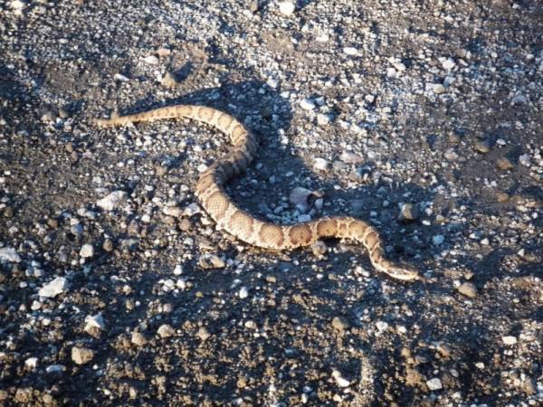 【蝮】はなんて読む？毒があるので要注意！