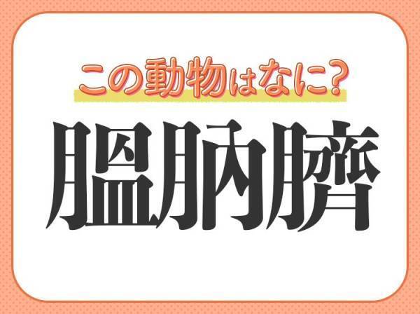 【膃肭臍】はなんて読む？オスが強大な海の動物！