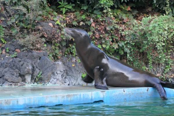 【膃肭臍】はなんて読む？オスが強大な海の動物！