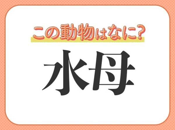 【水母】はなんて読む？ふわふわ動く癒し系の生き物！