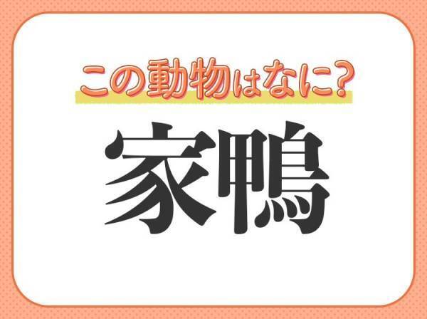 【家鴨】はなんて読む？鳴き声がキュートな鳥です！