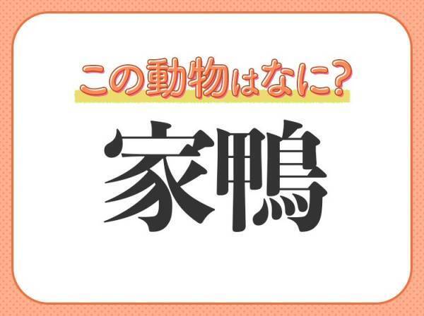 【家鴨】はなんて読む？鳴き声がキュートな鳥です！