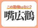 【嘴広鸛】はなんて読む？直立不動の人気者！