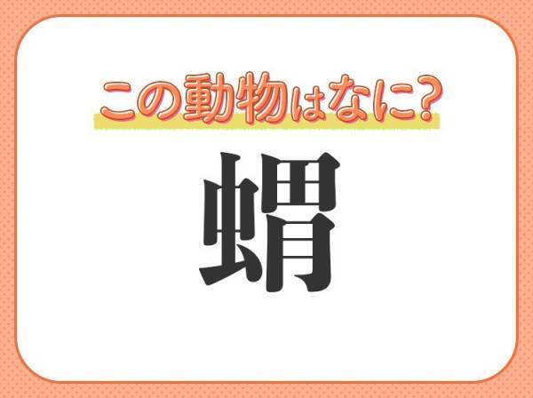 【蝟】はなんて読む？背中にトゲがある小動物！