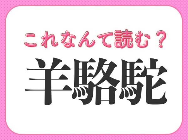 【羊駱駝】はなんて読む？モフモフしたあのかわいい動物です