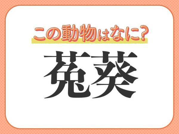 【菟葵】はなんて読む？触手がいっぱいの海の生き物！