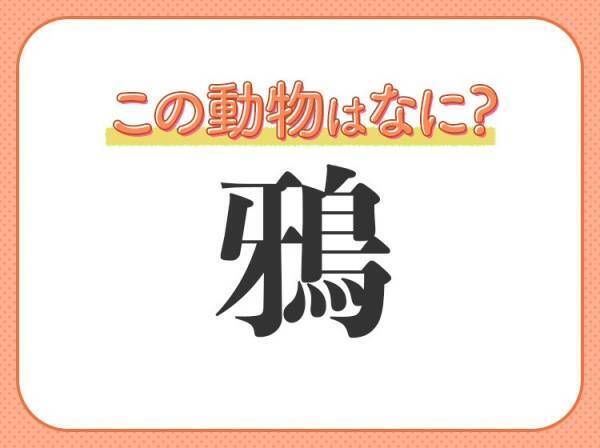 【鴉】はなんて読む？とても身近な鳥の名前です！