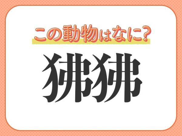 【狒狒】はなんて読む？鼻と口に特徴があるサルの仲間！