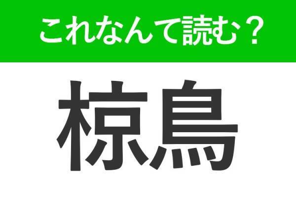【椋鳥】はなんて読む？くちばしがオレンジ色の鳥です
