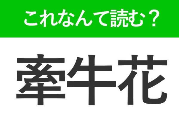 【牽牛花】はなんて読む？小学生の頃に育てた人が多い花！