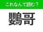 【鸚哥】はなんて読む？かわいらしい動物の名前を表わす難読漢字！