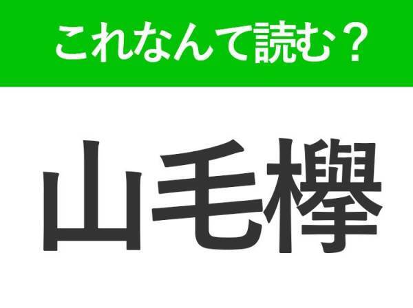 【山毛欅】はなんて読む？背が高い植物の名前