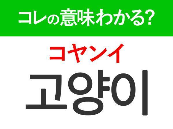 韓国語「고양이（コヤンイ）」の意味は？かわいすぎるあの動物！