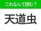 【天道虫】はなんて読む？みんなが知っている可愛い虫の難読漢字！