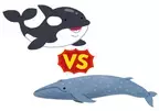 シャチとシロナガスクジラはどっちが強いの？【chatGPTに聞いてみた！】