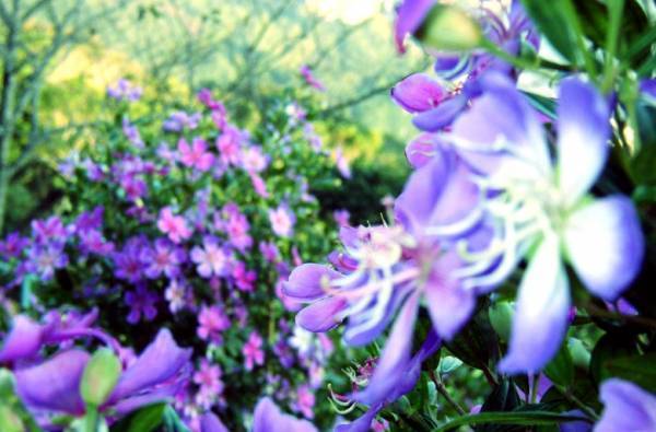 秋深まる行楽シーズン【伊豆満喫フリーきっぷ】で満開のリトルエンジェルを見に行こう♪