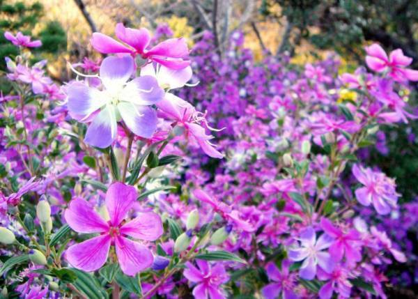 秋深まる行楽シーズン【伊豆満喫フリーきっぷ】で満開のリトルエンジェルを見に行こう♪