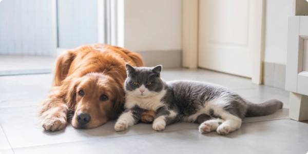 「お家時間が超快適に！」家中のリモコンを1つにまとめる【スマートリモコン】が便利すぎる！