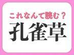 【孔雀草】はなんて読む？「くじゃくそう」ではない読み方！