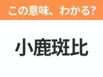 【中国語クイズ】「小鹿斑比」は何の映画タイトル？森で生まれたかわいい小鹿の物語！