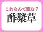 【酢漿草】はなんて読む？身近な花の名前！